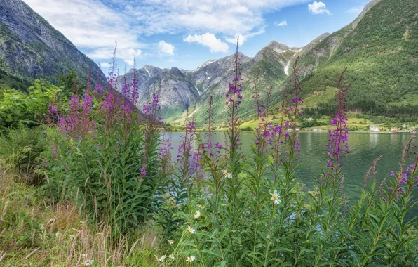 Summer, the sky, grass, clouds, flowers, mountains, nature, lake
