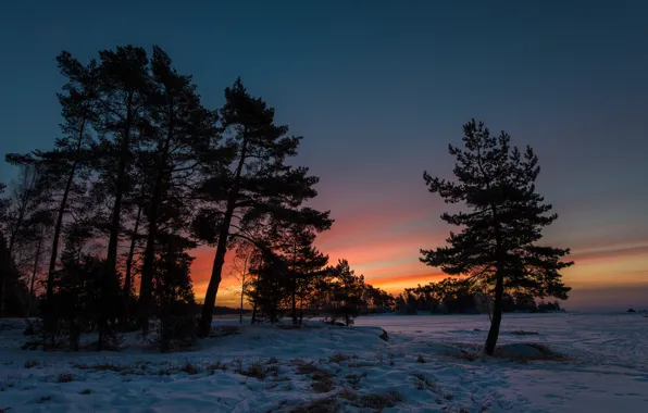Picture winter, snow, trees, sunset, twilight