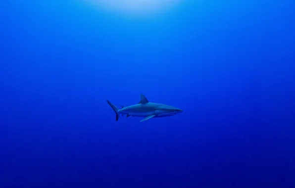 Picture shark, abyss, shark, abyss, Serge Melesan