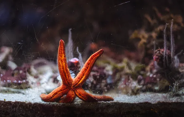 Glass, aquarium, scratches, starfish, crack