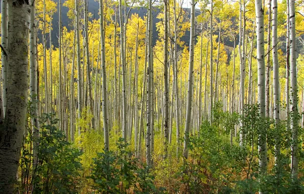 Autumn, forest, leaves, Colorado, USA, aspen, Aspen