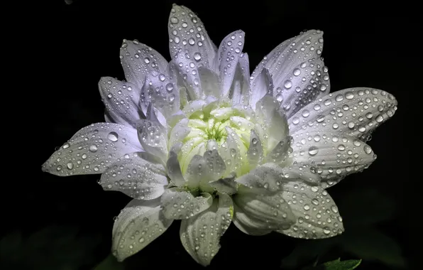 Picture white, flower, drops, chrysanthemum