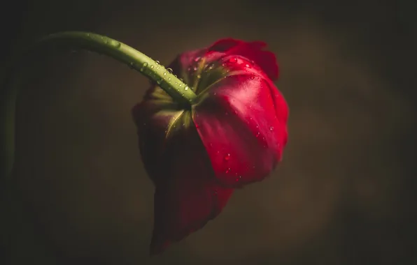 Flower, drops, Tulip