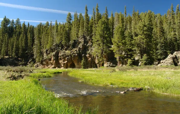 Forest, landscape, nature, Park, river, USA, Nevada, Great Basin