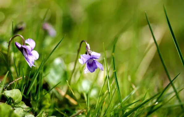 Grass, macro, flowers, nature, plant