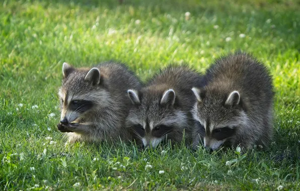 Grass, look, glade, raccoon, trio, raccoons, faces, raccoons