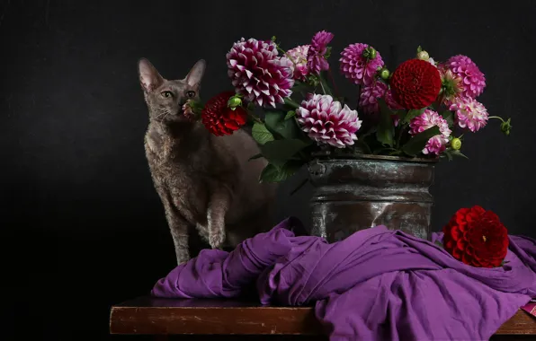 Cat, cat, flowers, pose, the dark background, table, bright, bouquet