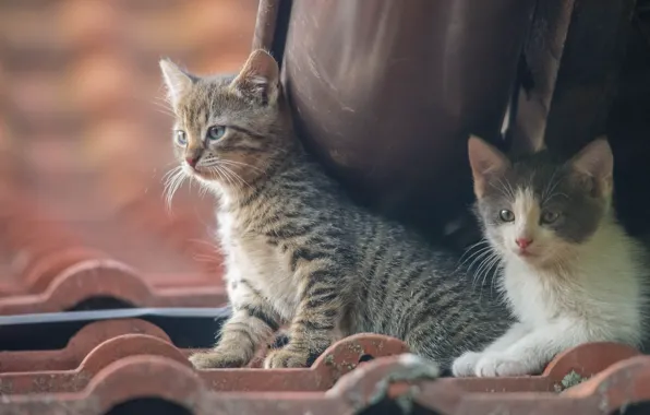 Kittens, kids, a couple