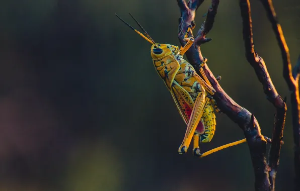 Close-up, yellow, macro, bokeh, branch, insect, grasshopper