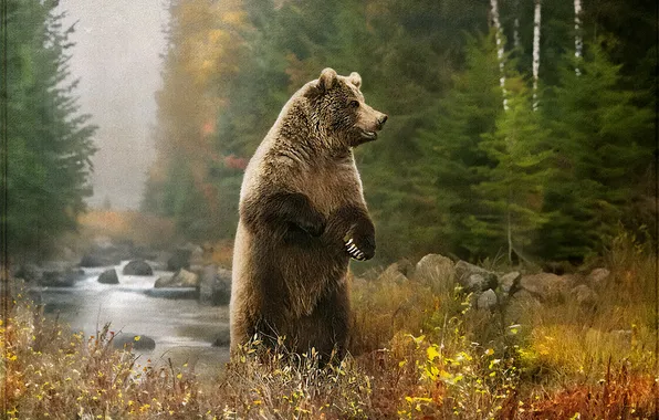Forest, grass, nature, pose, stones, shore, paws, ate