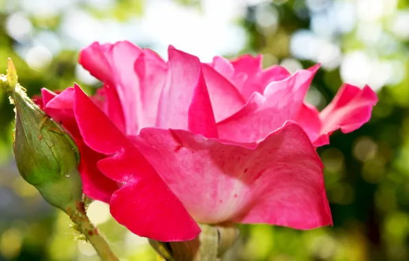 Rose, Pink, widescreen, solar