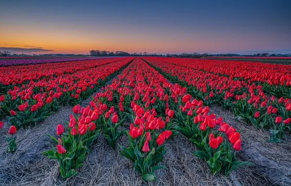 Field, the sky, flowers, spring, dal, the evening, horizon, tulips