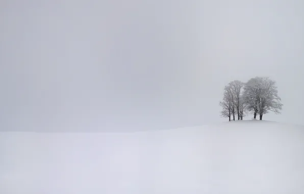 Winter, snow, trees, storm, storm, trees, winter, snow