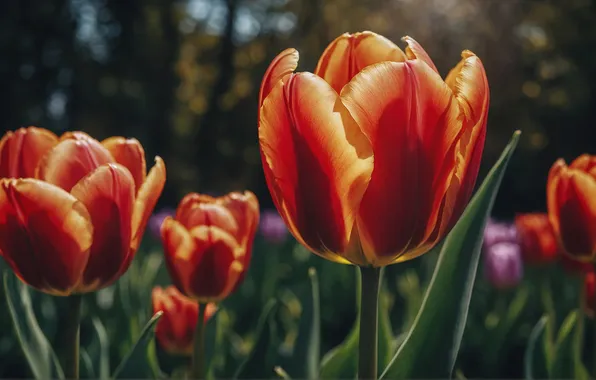 Macro, flowers, spring, tulips, red, flowerbed