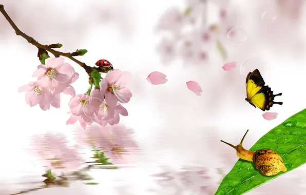 Spring Flower Insect Background Wallpaper flowers, insects, background, butterfly, ladybug, snail ...