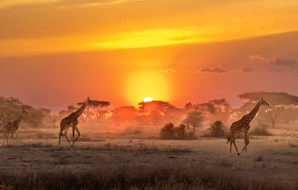 The sun, giraffes, Savannah, Africa, sun, Africa, savannah, giraffes