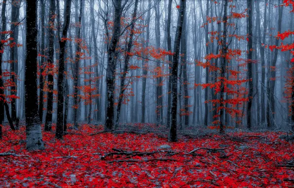 Picture autumn, forest, nature, color