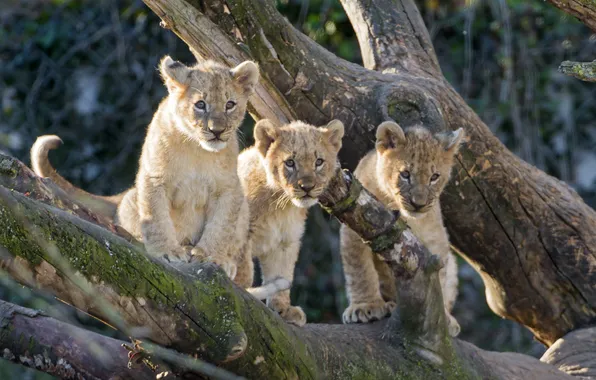 Picture cats, tree, moss, cub, kitty, the cubs, trio, lion