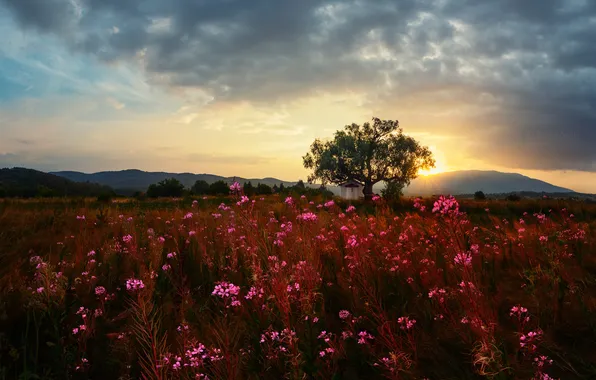 Field, grass, trees, sunset, flowers, the evening, chapel