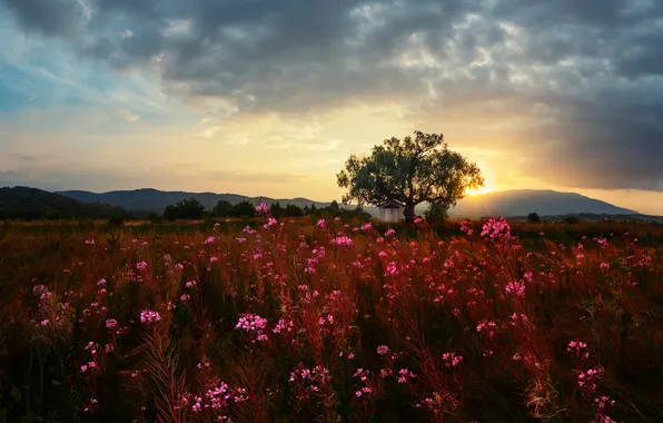 Picture field, grass, sunset, flowers, tree, the evening, chapel