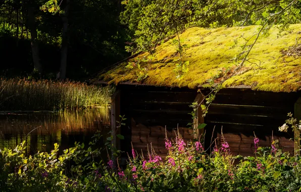 Roof, summer, grass, light, flowers, branches, pond, shore