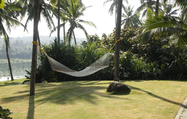 Picture nature, Park, background, Wallpaper, India, jungle, hammock, walk