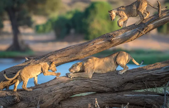 Lions, the cubs, lioness, Kenya