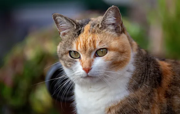 Cat, look, face, background, portrait, red, bokeh, motley