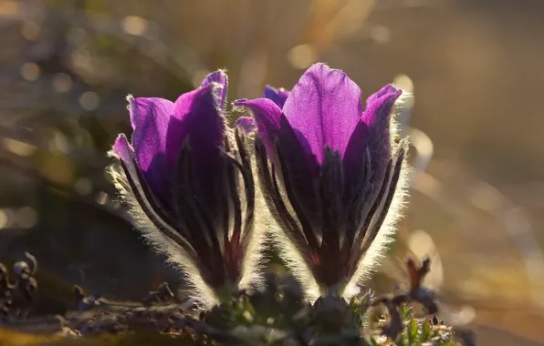 Light, flowers, nature, blur, spring, a couple, Duo, buds
