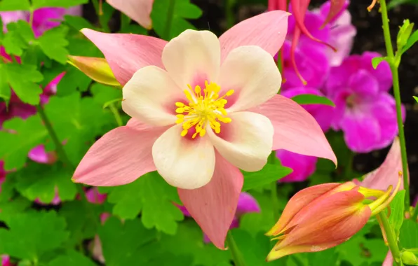 Leaves, petals, garden, flowerbed, Orchid