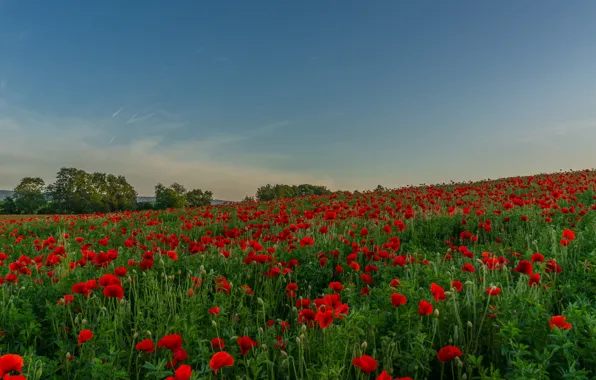 Picture field, summer, trees, flowers, red, Maki, slope, meadow