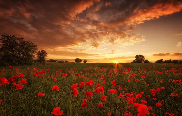 Field, sunset, flowers, sundown, poppies