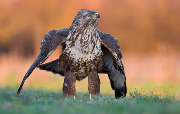 Grass, look, pose, background, bird, glade, wings, predatory