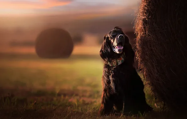 Field, language, nature, dog, hay, bale, black, collar