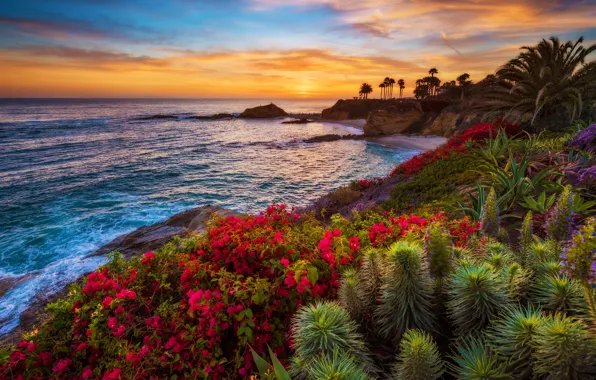 Sea, sunset, flowers, tropics, palm trees, coast, horizon, the bushes