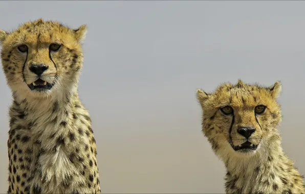 Two, cats, Animals, big cats, Cheetah