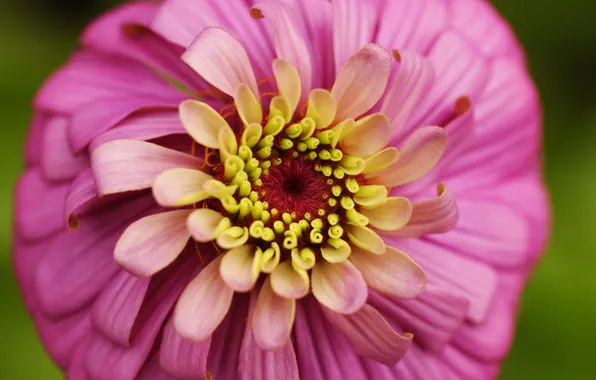 Picture flower, summer, nature, pink, tsiniya