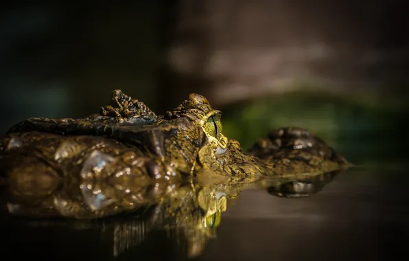 Picture nature, background, crocodile