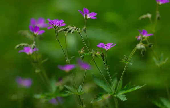 Stems, petals, blur, purple, buds, wildflowers