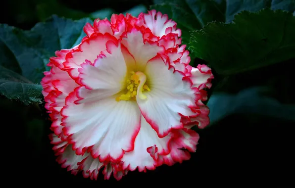 Picture flower, leaves, petals, begonia