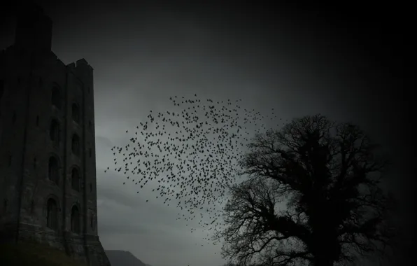 Castle, tree, gloomy, horror