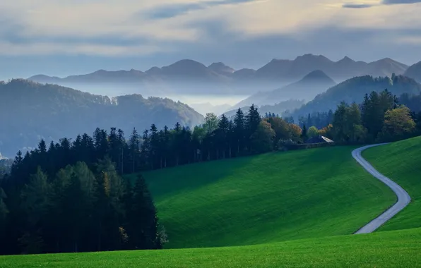 Road, greens, field, autumn, forest, the sky, grass, clouds