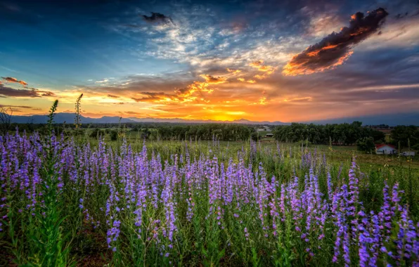 Sunset, flowers, meadow, Colorado, Colorado, Louisville, Louisville