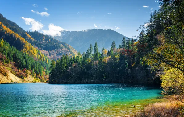 Forest, the sky, mountains, lake, branch, shore, vegetation, the bridge