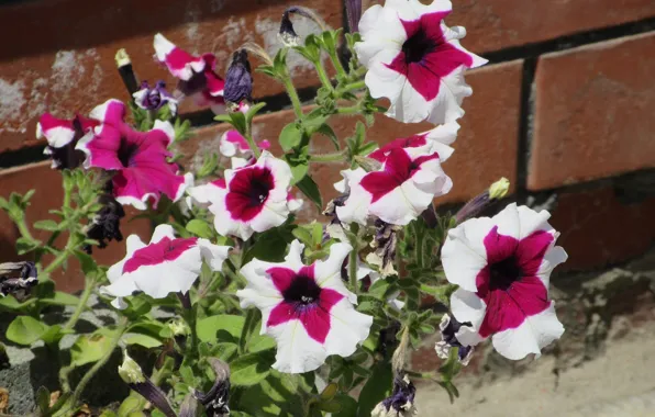 Flowers, Petunia, petunias, pink-white, Mamala ©, summer 2018