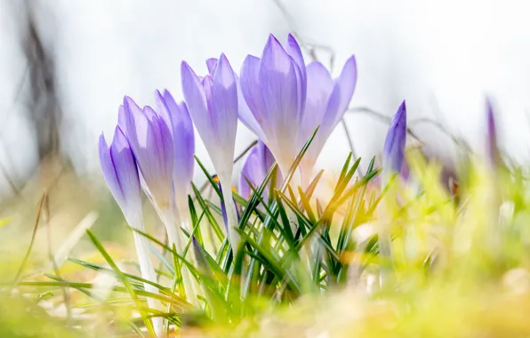 Flowers, spring, crocuses, gentle, buds