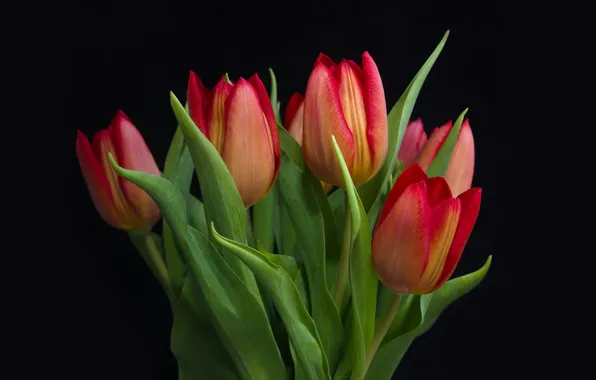 Flowers, bouquet, spring, tulips, red, black background