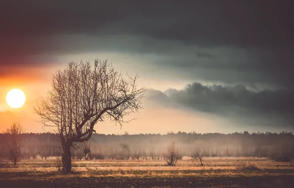 Field, forest, the sky, the sun, sunset, clouds, fog, tree