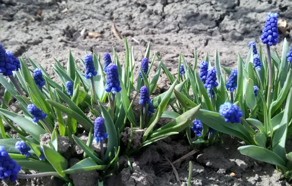 Spring, Blue, Muskarci