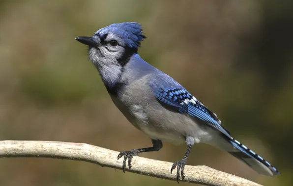 Picture bird, branch, bokeh